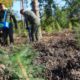 Тисячі дерев цієї осені вже насіяли у високогір'ї,