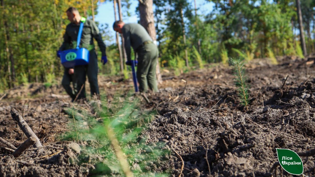 Тисячі дерев цієї осені вже насіяли у високогір'ї,