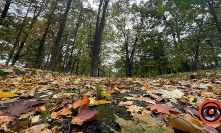 Отримати штраф за спалювання листя чи замовити вивіз: що дешевше в Калуші і Долині?