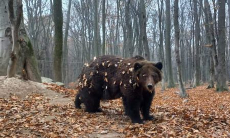 У Галицькому нацпарку ведмеді цьогоріч швидше залягли у сплячку