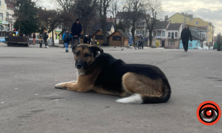 Коли ваш котик чи собачка з’явиться в застосунку "Дія"?