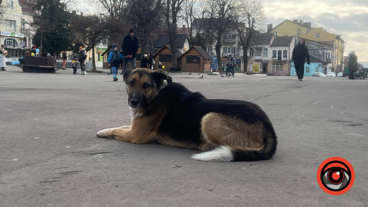 Коли ваш котик чи собачка з’явиться в застосунку "Дія"?