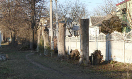 Дерева біля калуського ліцею порізали самовільно. Директор звернувся у поліцію