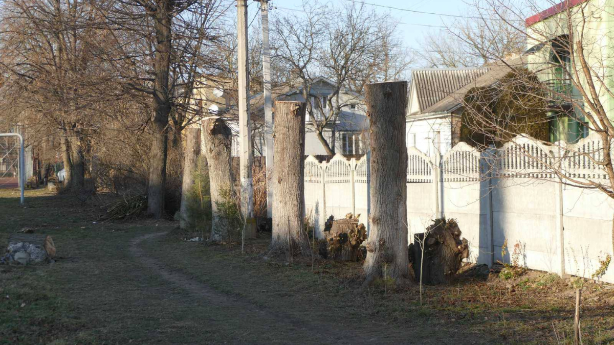 Дерева біля калуського ліцею порізали самовільно. Директор звернувся у поліцію