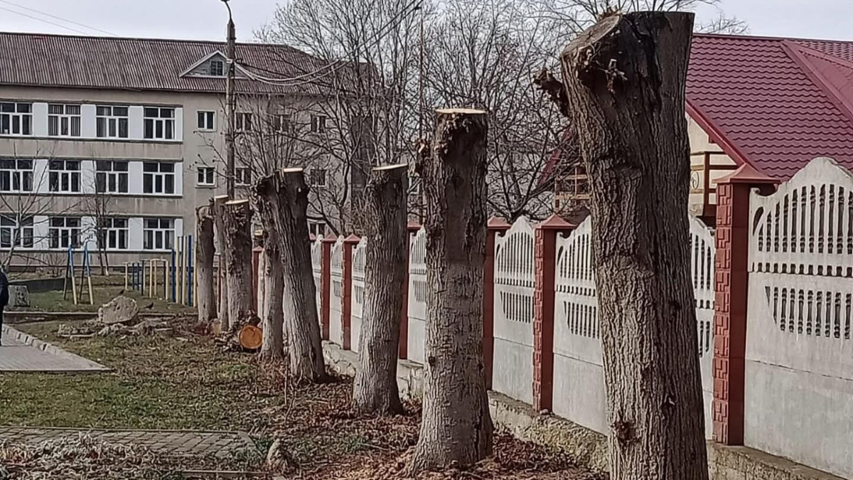 У Калуші знову познущалися над деревами | ФОТОФАКТ