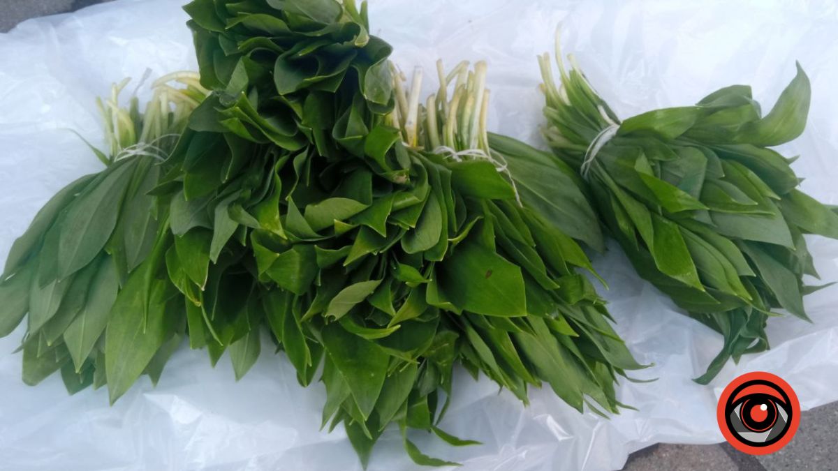 ceremsa2