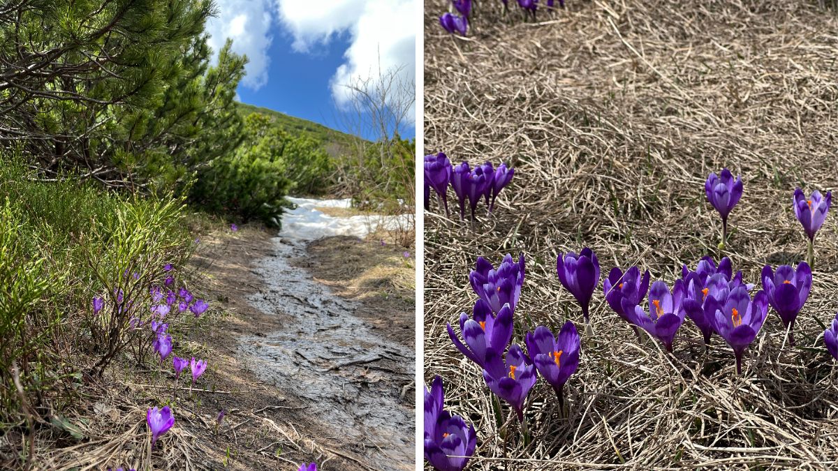 Несамовите