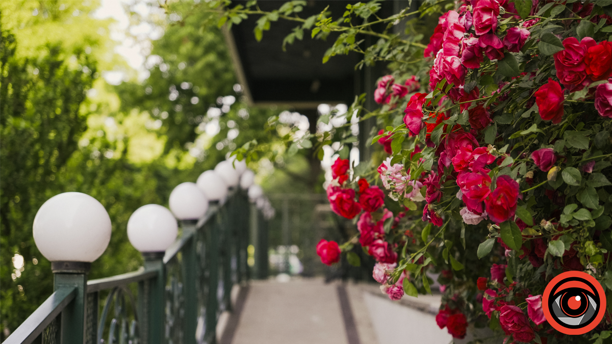 У Голині чемні водії будуть отримувати "лайки", а порушники — "дизлайки"