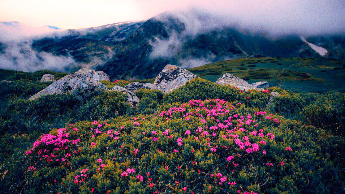 Червона рута2