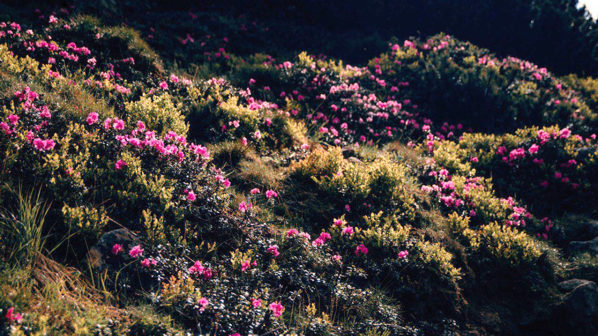 Червона рута