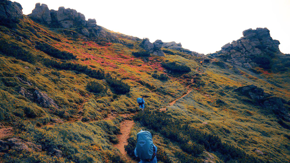 Червона рута