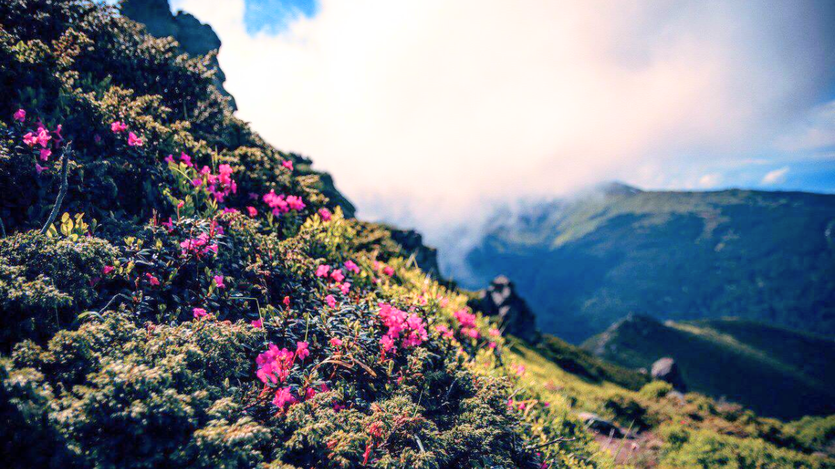 Червона рута