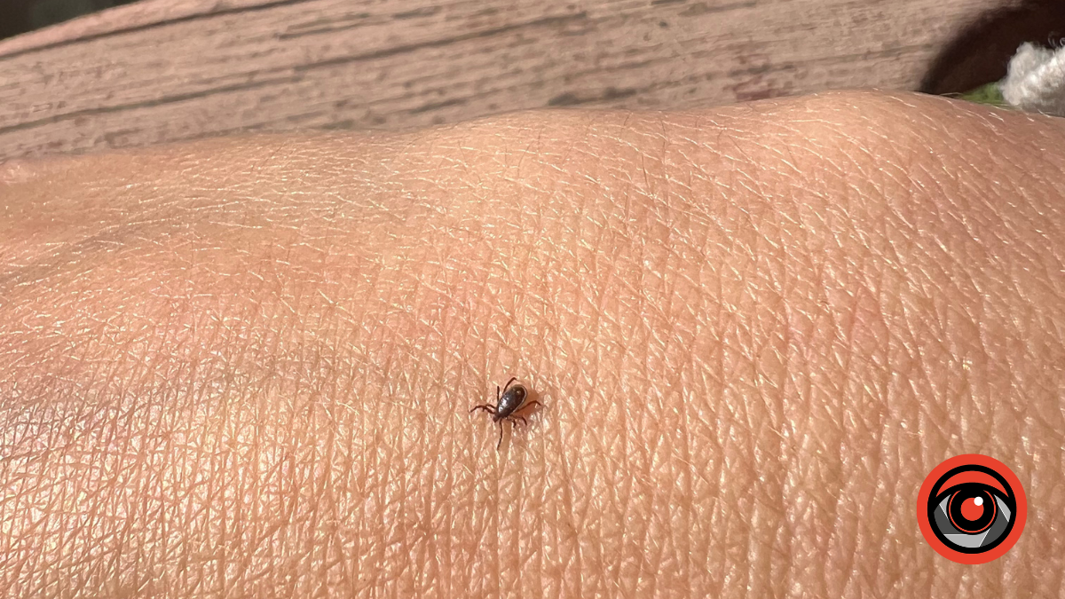 Кліщі на Калущині можуть бути небезпечними: у двох селах в них виявили збудника туляремії