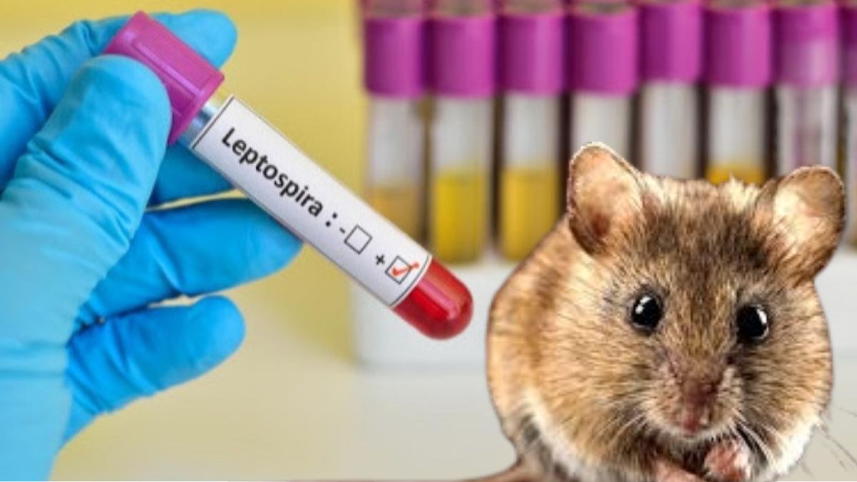 Калуська епідеміологиня нагадала, що лептоспіроз має літньо-осінню сезонність