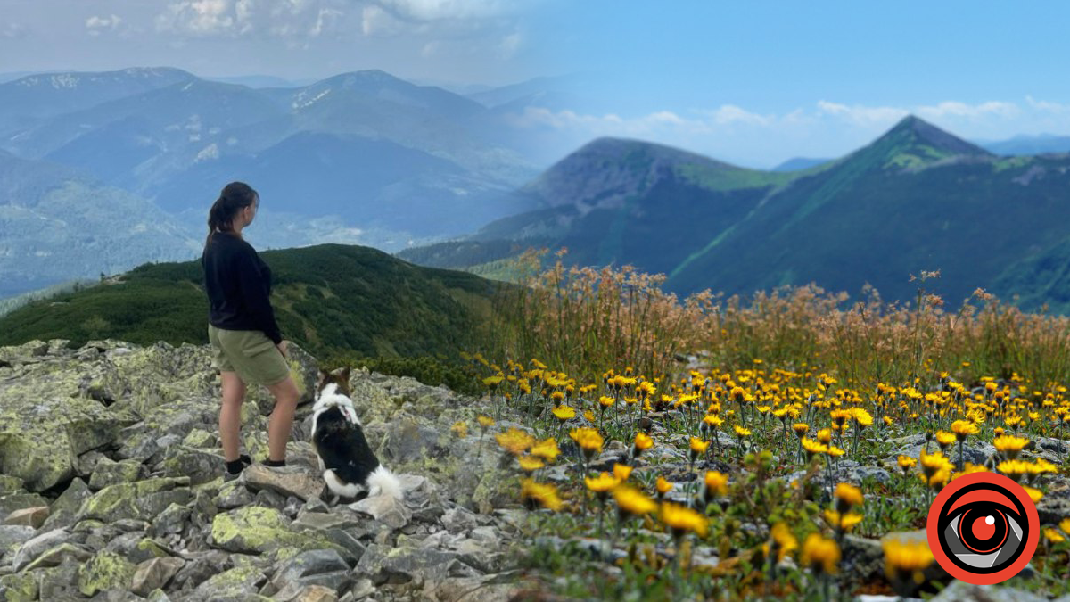 Ігровець цвіте гуляйвітер