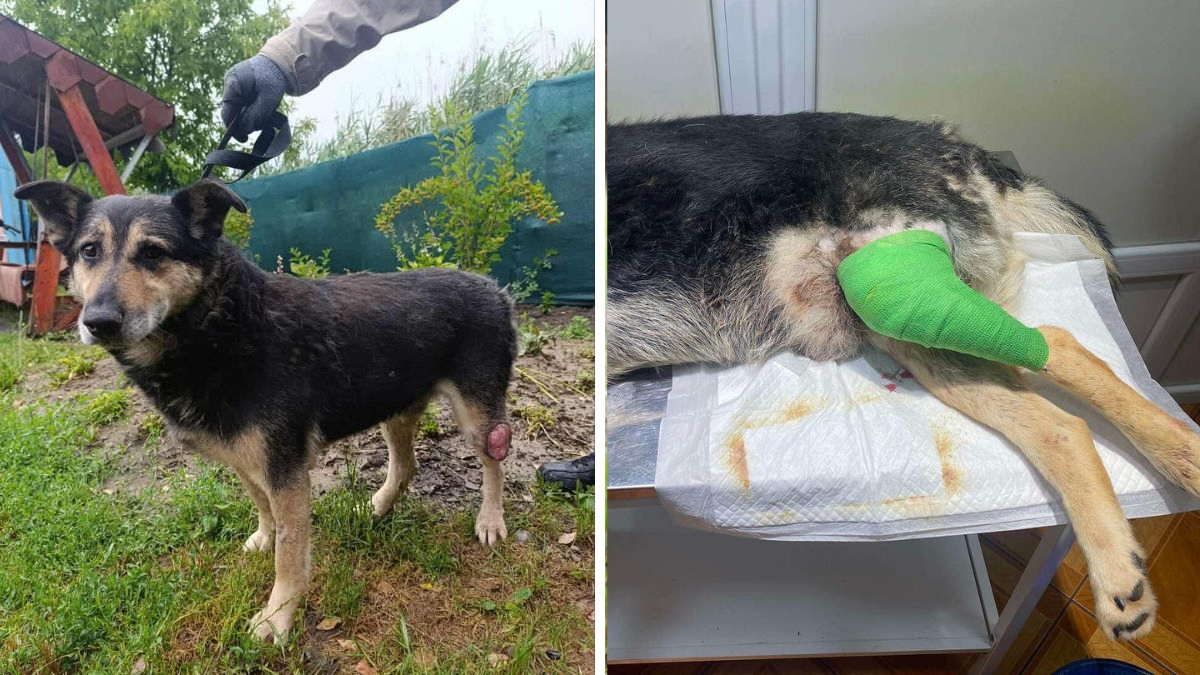 Притулок Дім Сірка