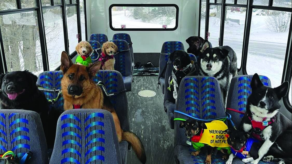 Собаки автобус