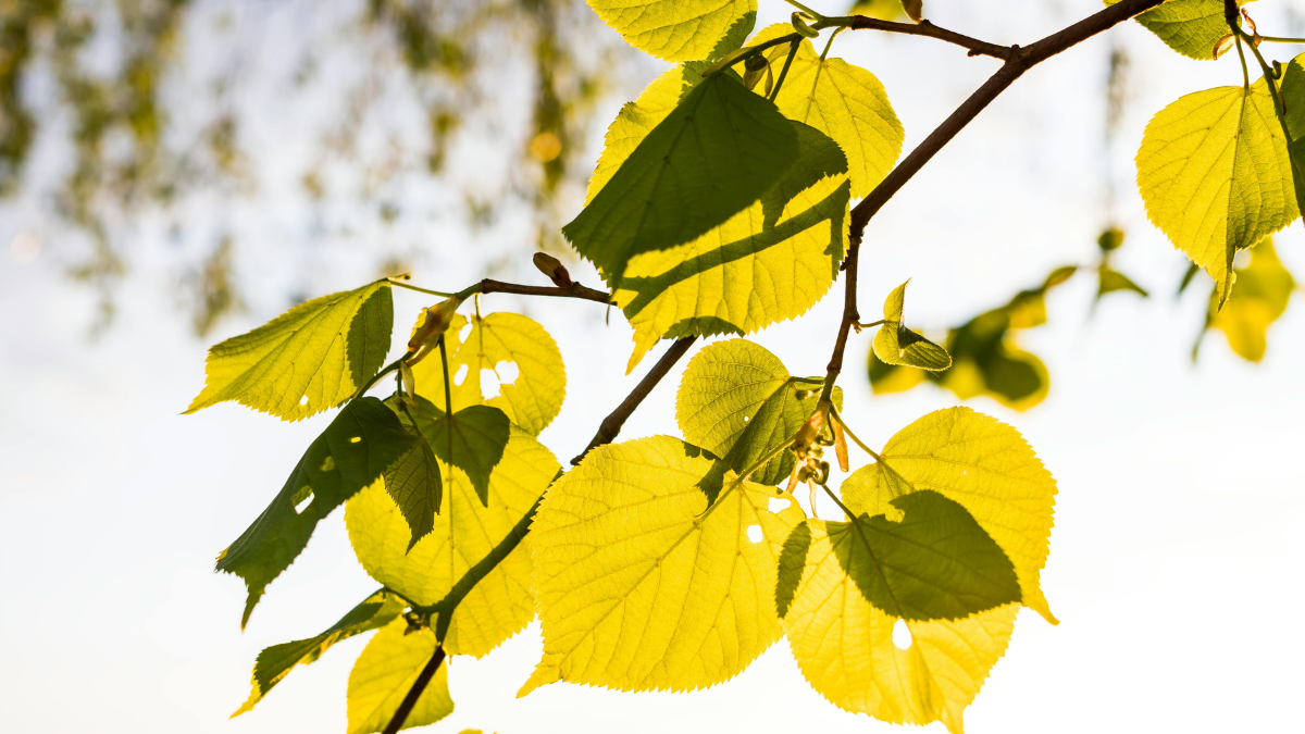 У селі на Калущині зрізали черешню, липу та ще кілька дерев