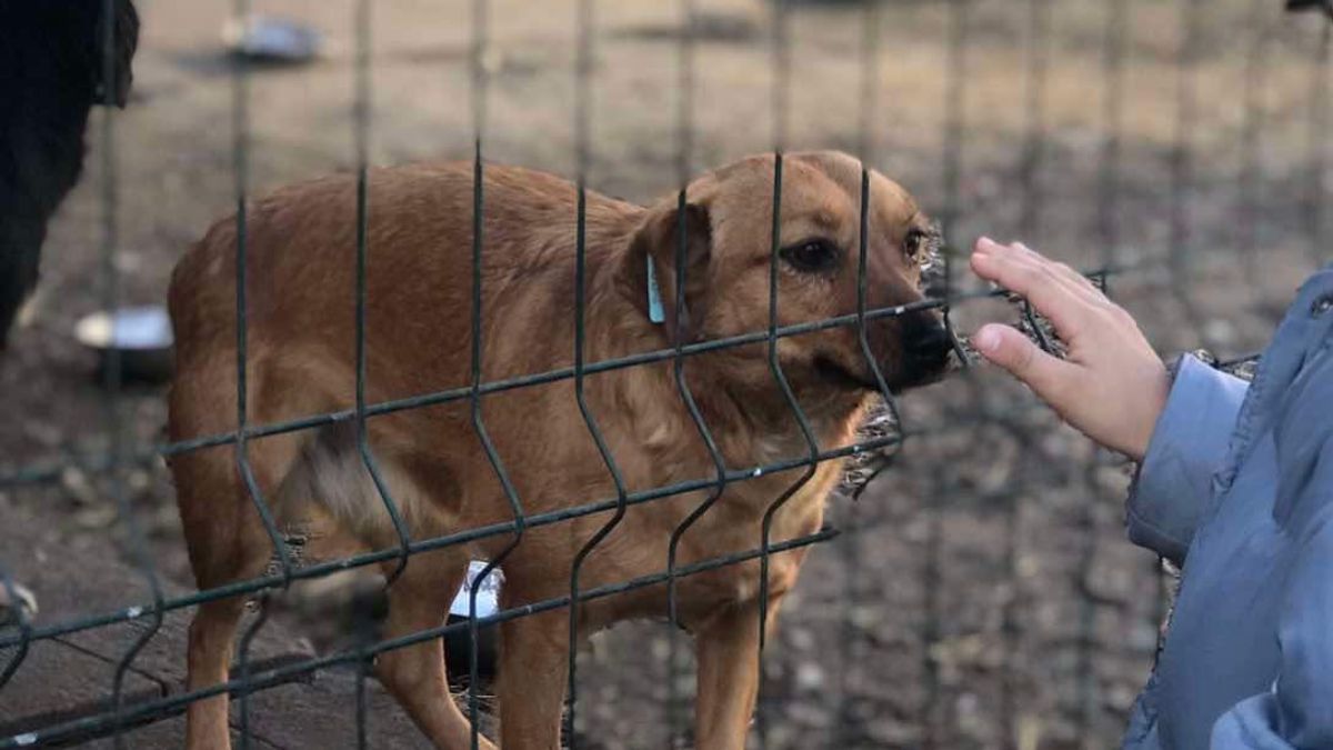 У калуському притулку для тварин буде толока. Запрошують долучитися