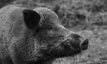 У Рожнятівській громаді виявили осередок африканської чуми свиней