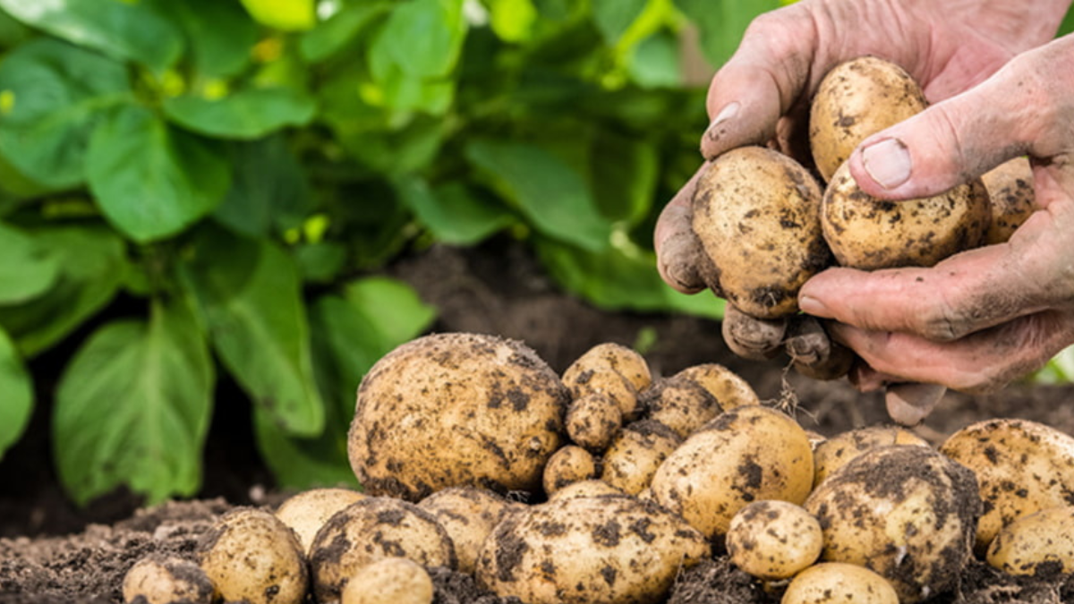 Бородавчасті нарости на картоплі: в чому їхня небезпека і чи можна їсти таку картоплю