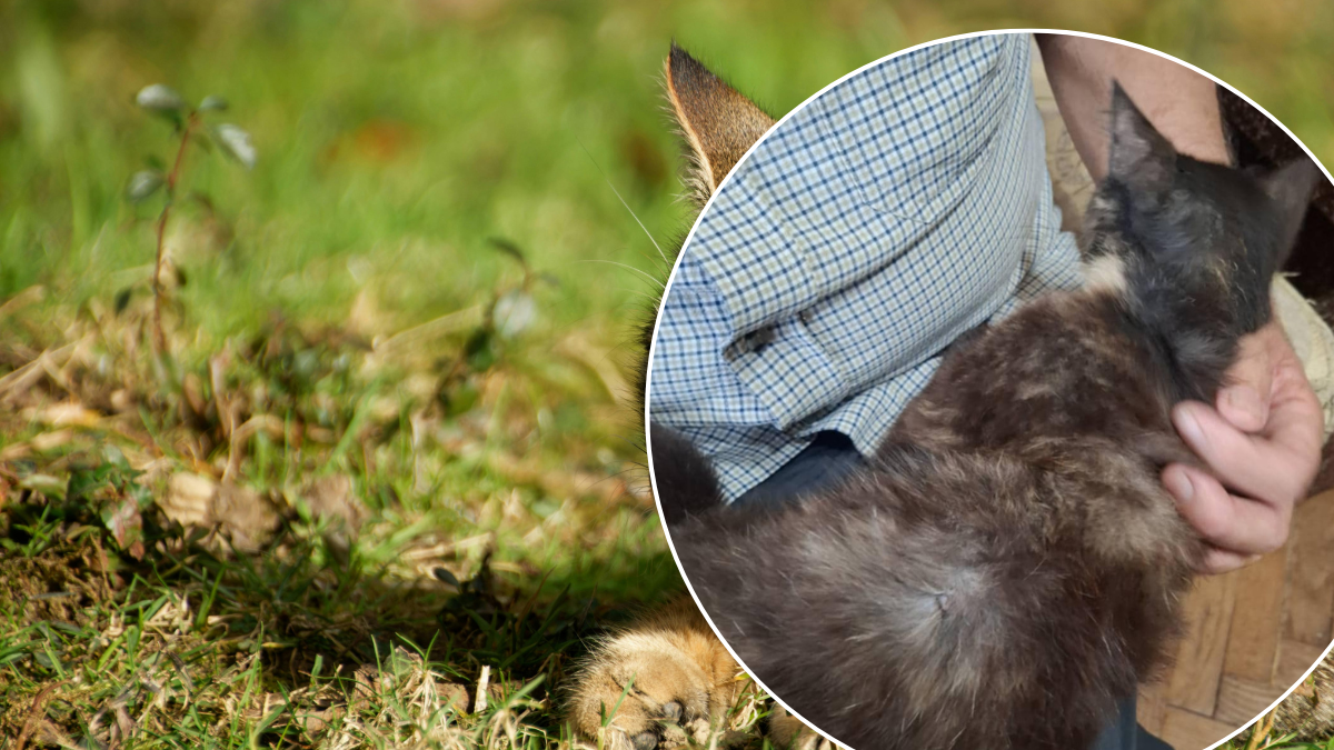 У Болехові хтось стріляє у домашніх котів. Одна тварина вже загинула