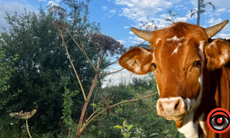 Боротьба з борщівником і підтримка на утримання корів — аграрні пріоритети Долини