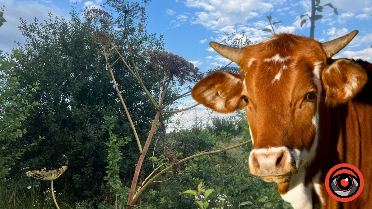 Боротьба з борщівником і підтримка на утримання корів — аграрні пріоритети Долини