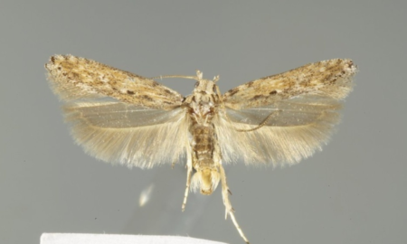 На Прикрапатті попередили про небезпеку поширення картопляної молі