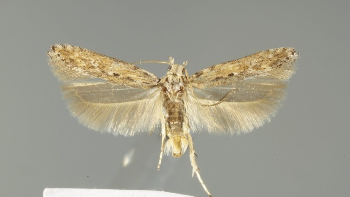 На Прикрапатті попередили про небезпеку поширення картопляної молі