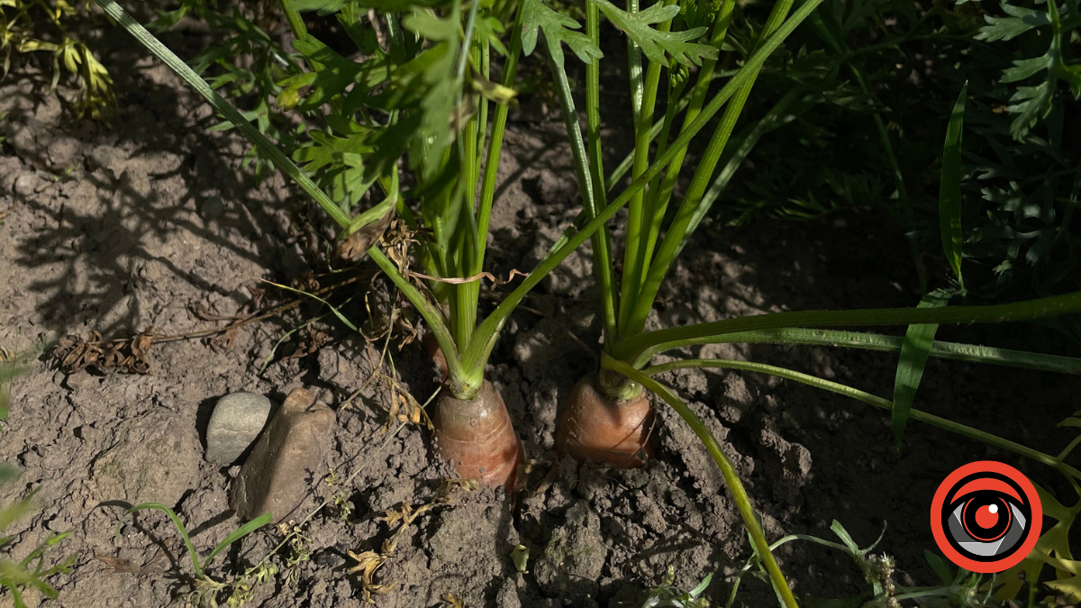 Чому тріскає морква на городі? І як пісок та шпинат можуть допомогти