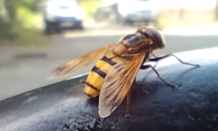 Калушанин помітив цікаву комаху