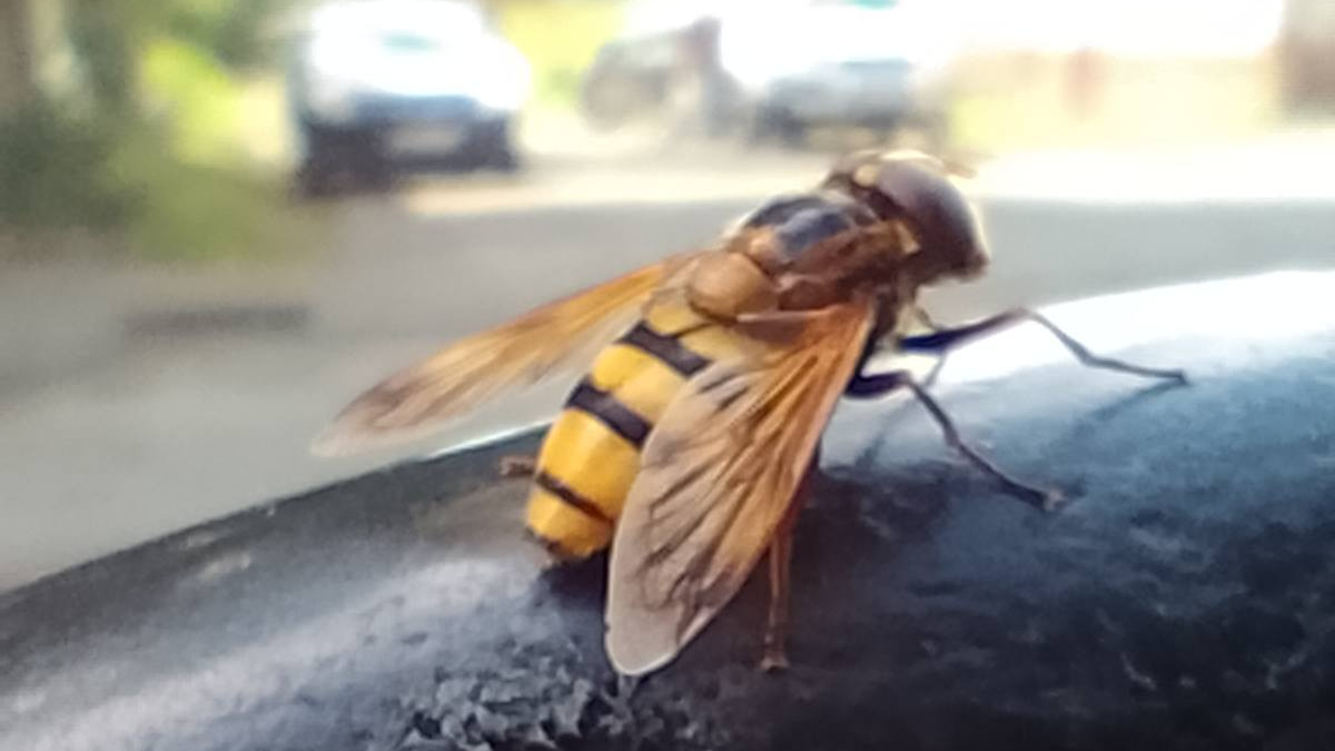 Калушанин помітив цікаву комаху