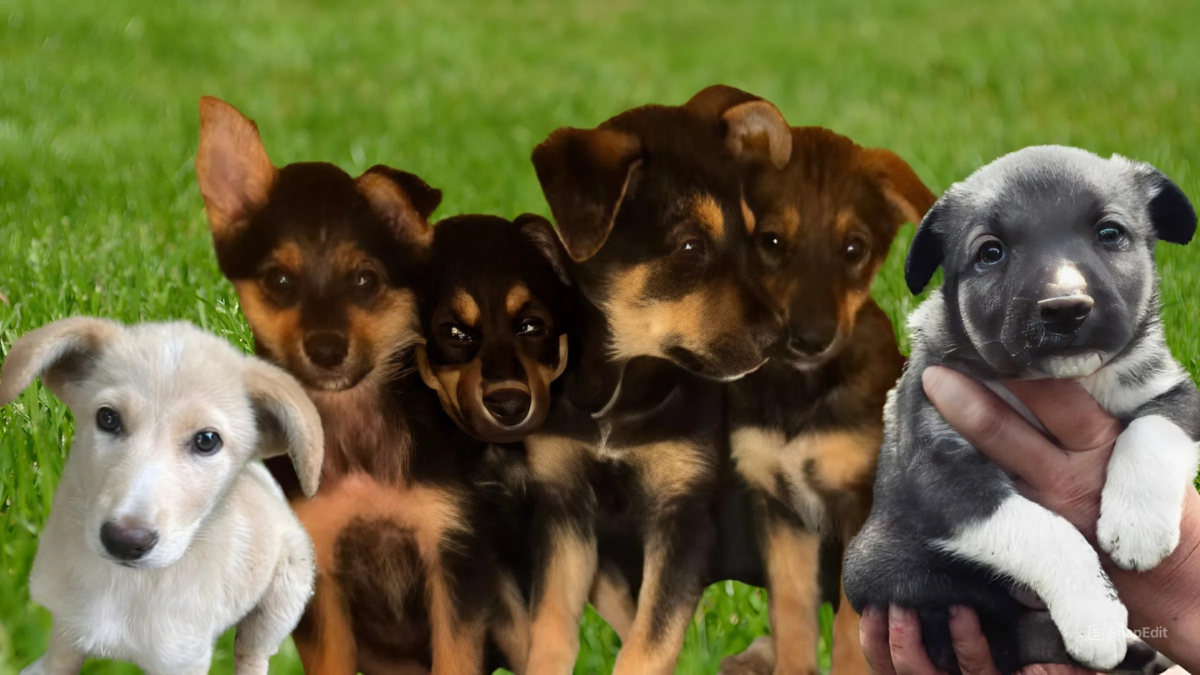 Цуценята шукають дім