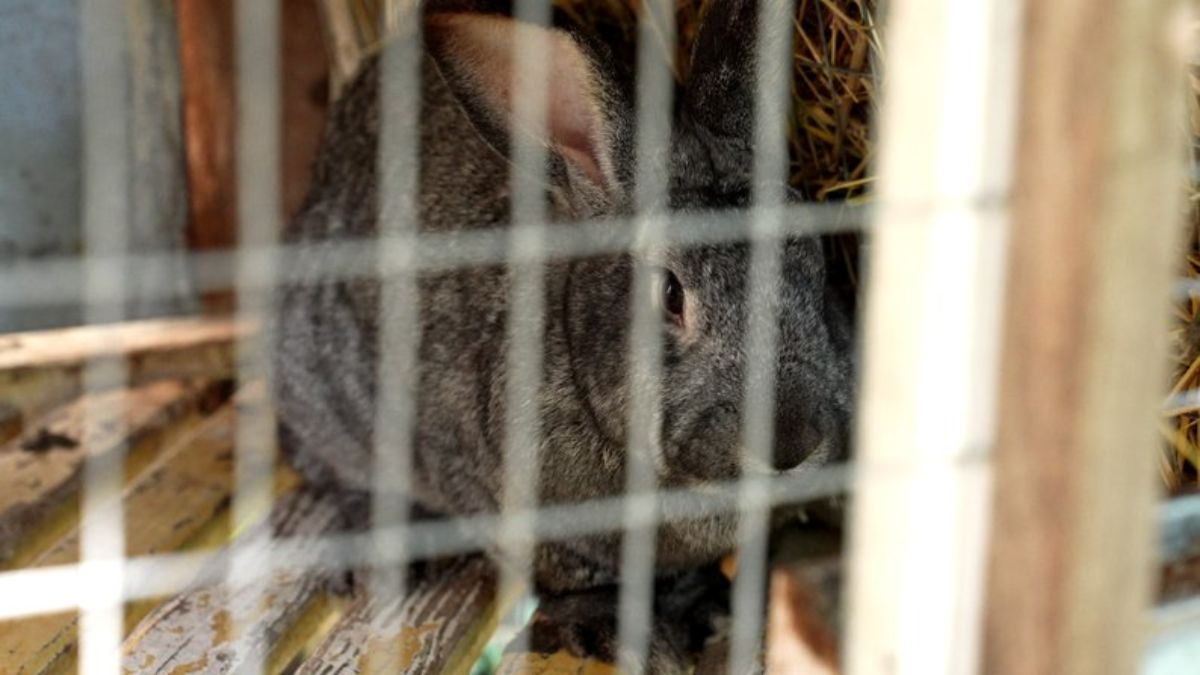 Страуси та сім'я