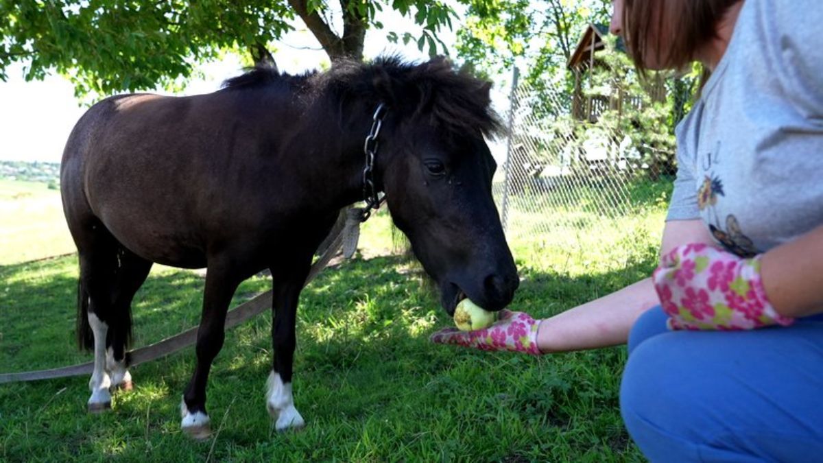 Страуси та сім'я