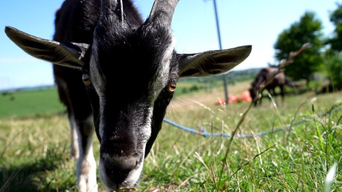 Страуси та сім'я