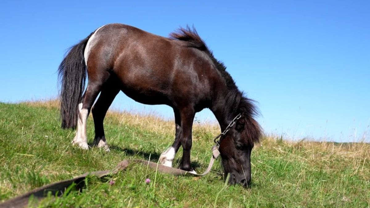 Страуси та сім'я