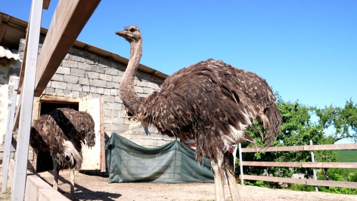 Страуси та сім'я