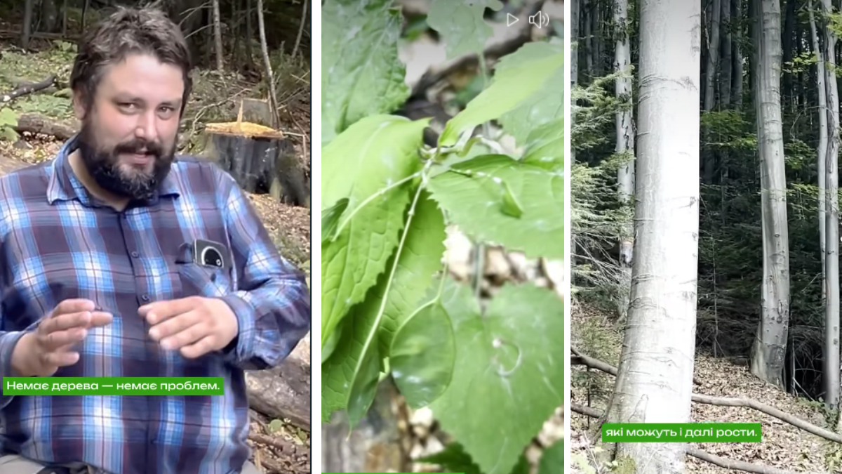 У Вигодському лісництві нормальний ліс оголосили "хворим" і рубають в "нуль"?