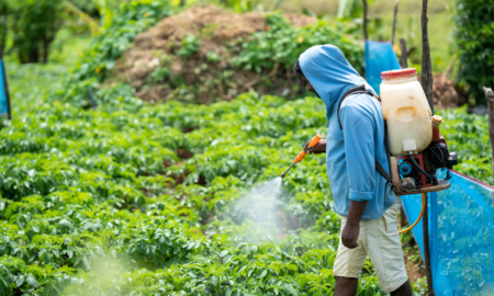появи в Україні нових комах-шкідників та бур’янів