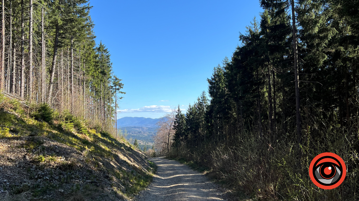 Повалені дерева і сухостій: чи можна людям їх збирати та в яких випадках штрафують?