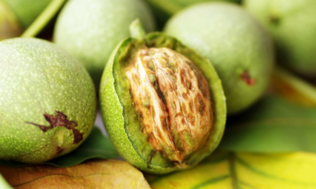 Шість причин, щоб додати волоські горіхи у свій раціон, поки вони ще зелені