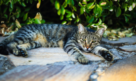 "Укуси хатніх тварин несуть таку ж небезпеку, як і диких