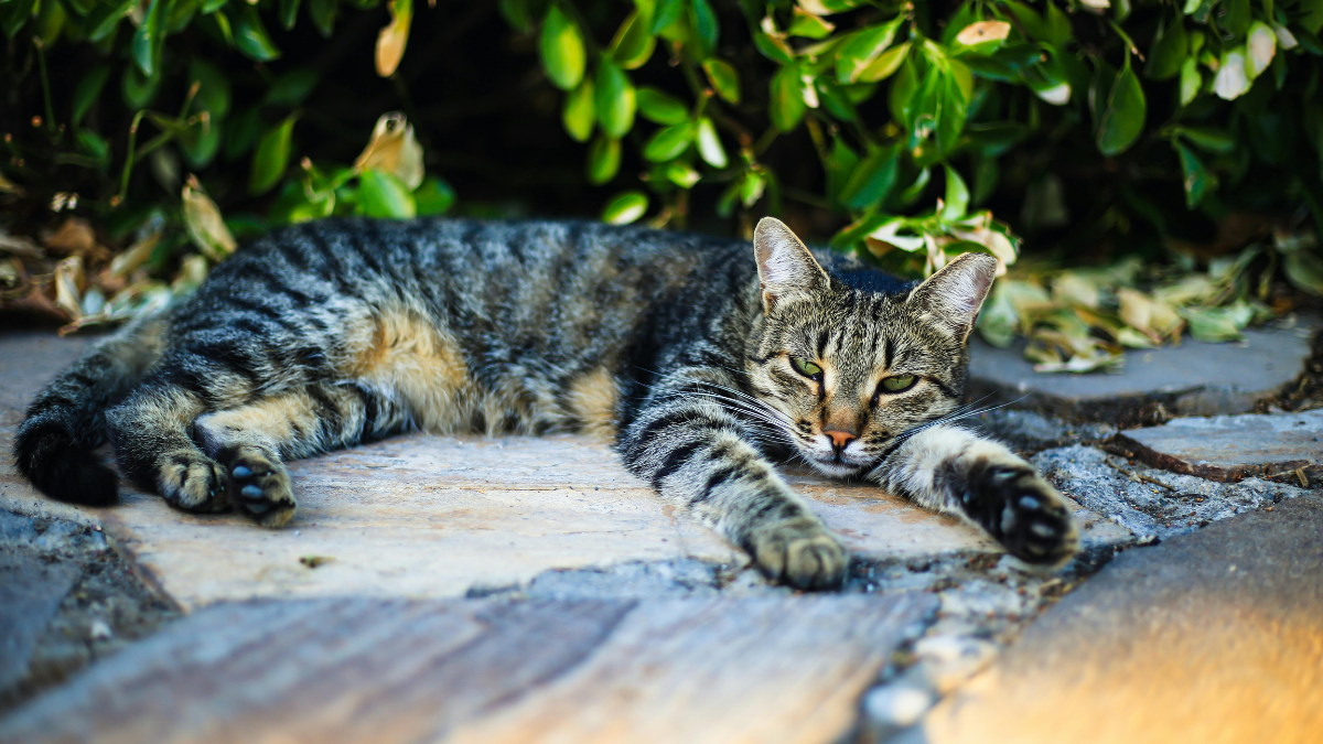 "Укуси хатніх тварин несуть таку ж небезпеку, як і диких
