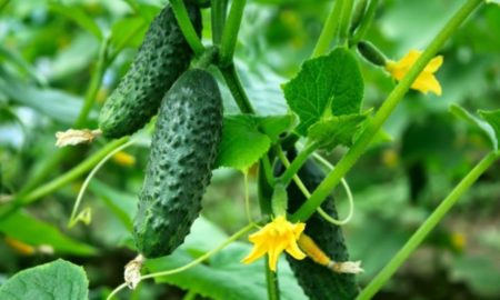 Осінні огірки: як правильно садити, щоб мати урожай до самих морозів