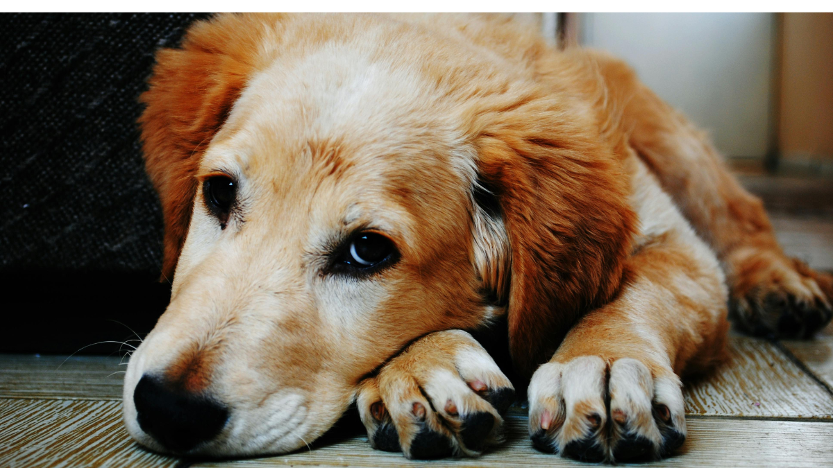 У Калуші два дні будуть безкоштовно стерилізувати собак