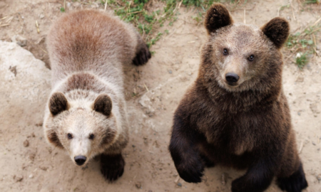 На Львівщині виходили двох ведмежат, які залишилися без мами