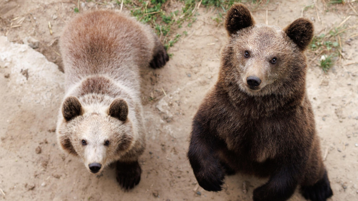 На Львівщині виходили двох ведмежат, які залишилися без мами