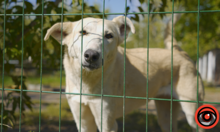 Волонтерам "Дому Сірка" в Калуші дуже потрібні помічники